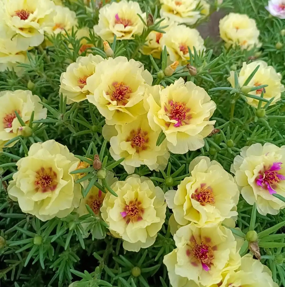 常见易烂根花卉养护技巧_养花烂根怎么办_吊兰的图片