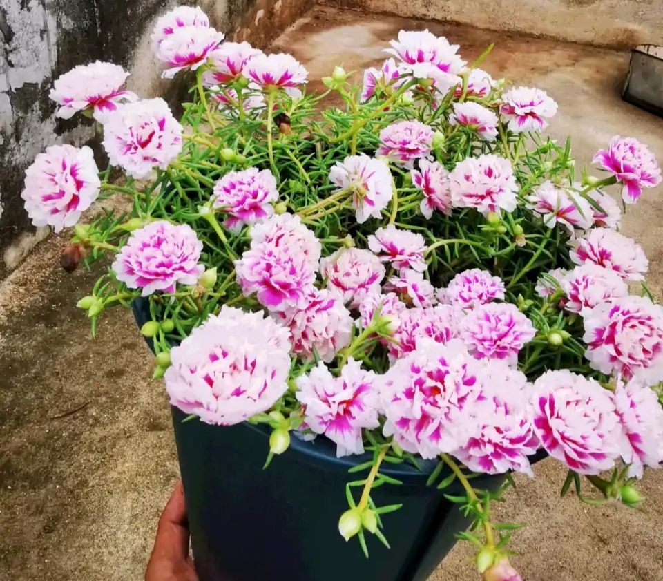 吊兰的图片_常见易烂根花卉养护技巧_养花烂根怎么办