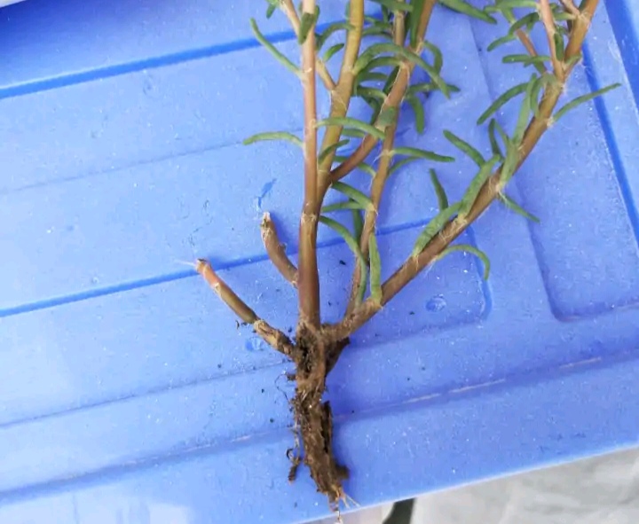 常见易烂根花卉养护技巧_养花烂根怎么办_吊兰的图片