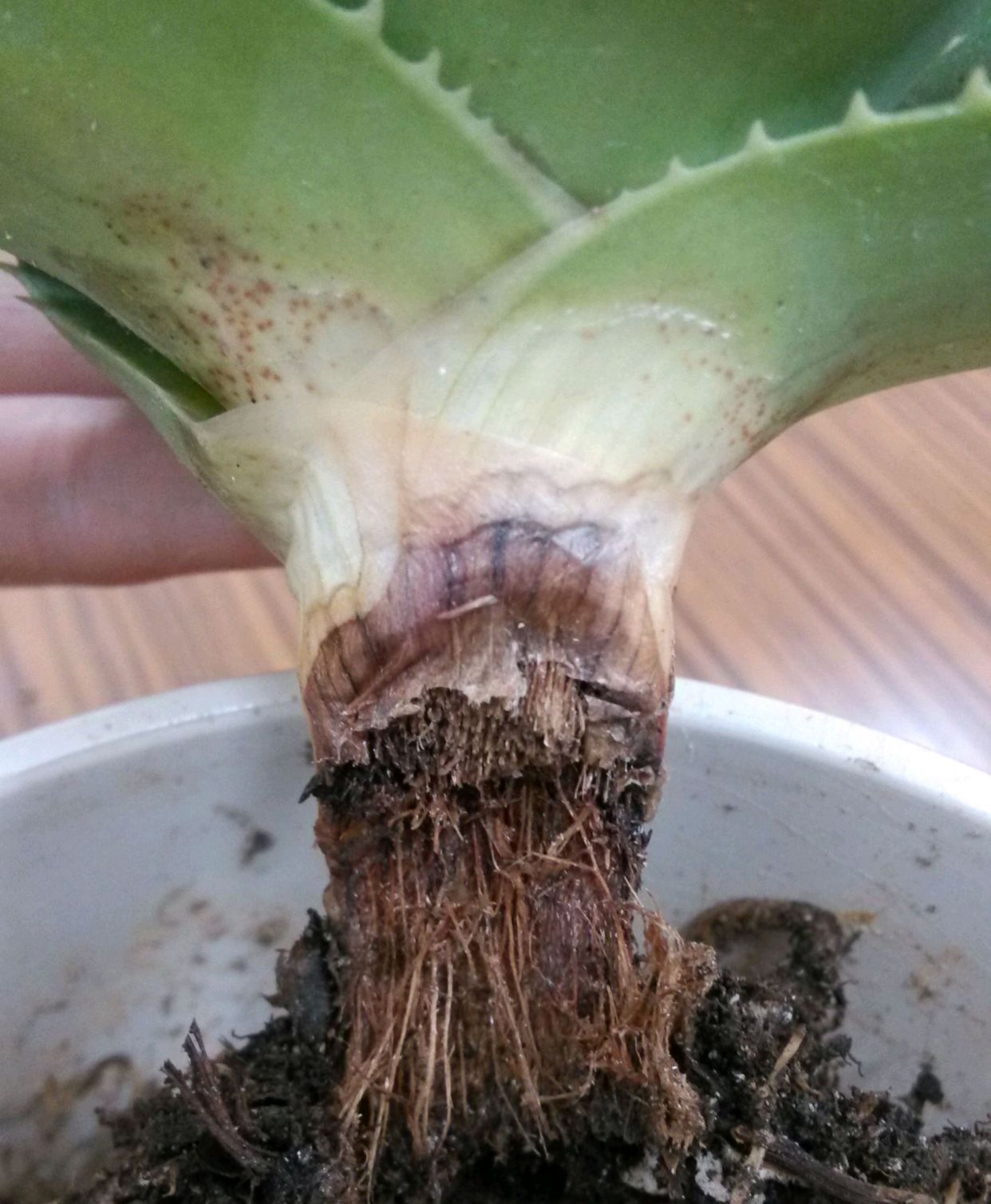 吊兰的图片_常见易烂根花卉养护技巧_养花烂根怎么办