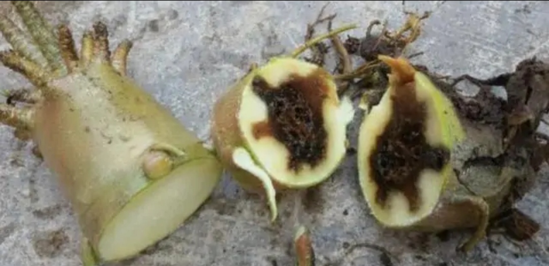 常见易烂根花卉养护技巧_吊兰的图片_养花烂根怎么办