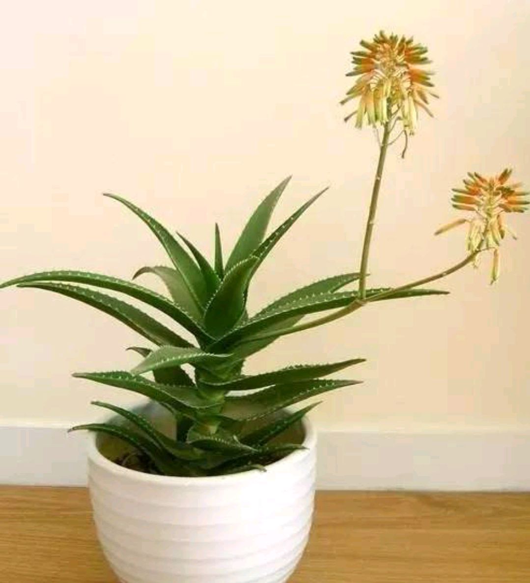 养花烂根怎么办_常见易烂根花卉养护技巧_吊兰的图片