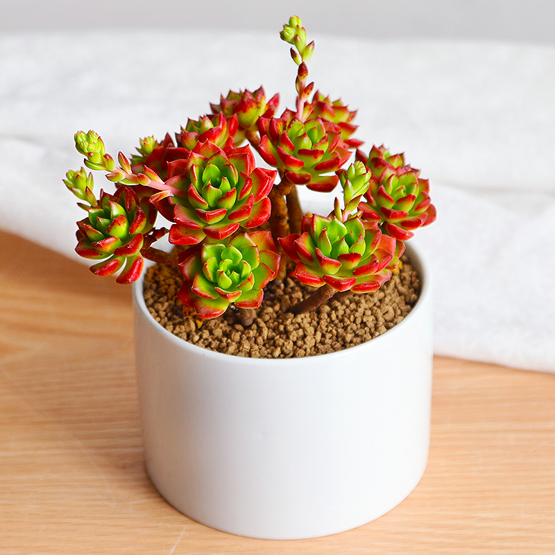 常见易烂根花卉养护技巧_吊兰的图片_养花烂根怎么办