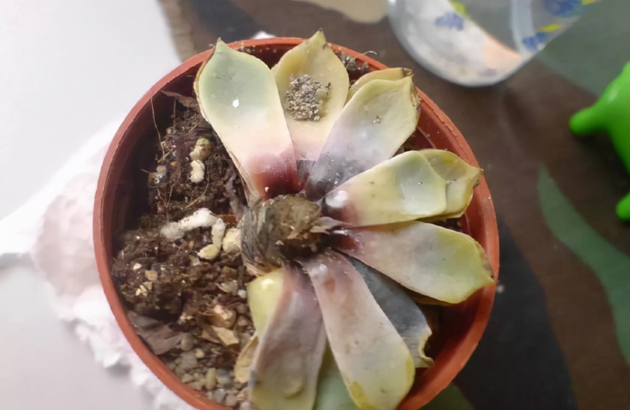 养花烂根怎么办_常见易烂根花卉养护技巧_吊兰的图片