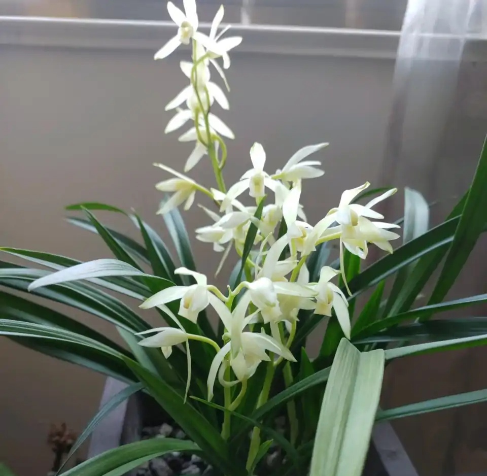 常见易烂根花卉养护技巧_吊兰的图片_养花烂根怎么办