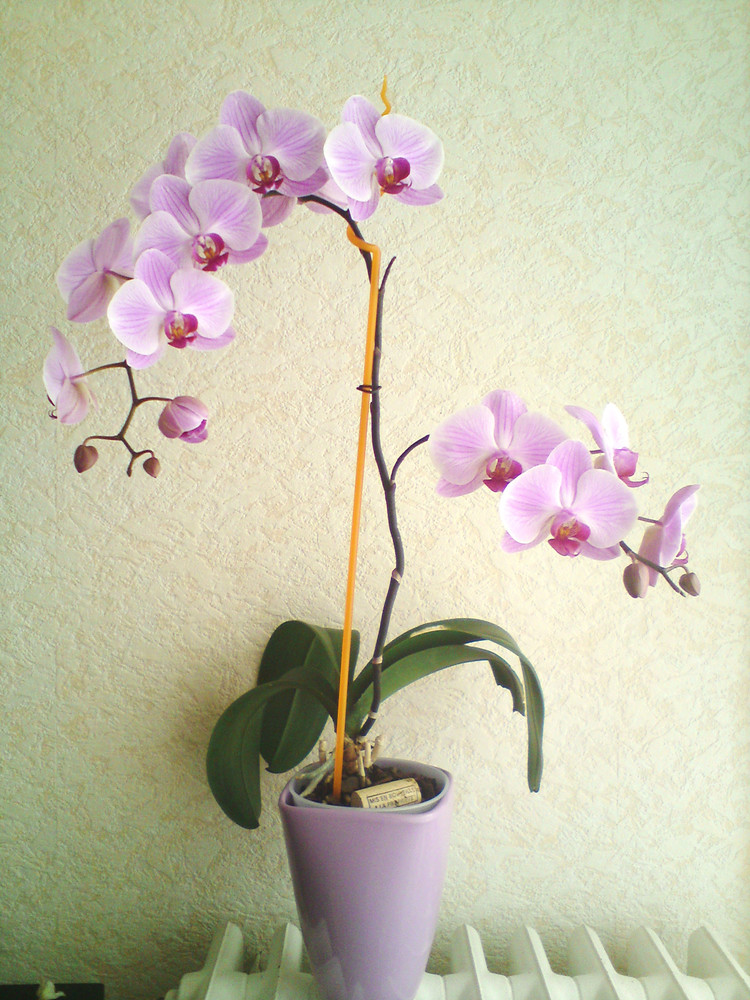 养花烂根怎么办_常见易烂根花卉养护技巧_吊兰的图片