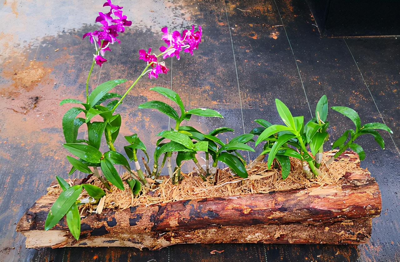 吊兰的图片_养花烂根怎么办_常见易烂根花卉养护技巧