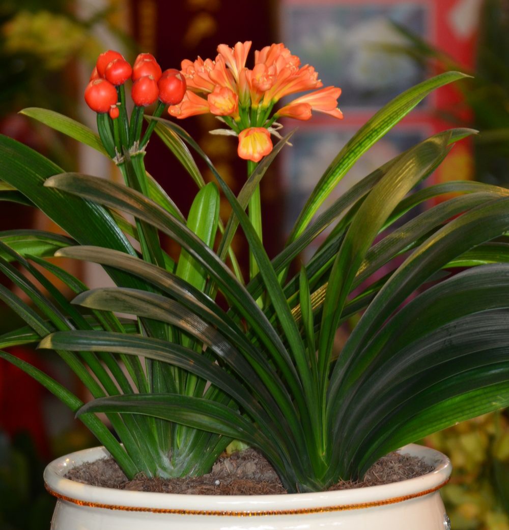 常见易烂根花卉养护技巧_吊兰的图片_养花烂根怎么办