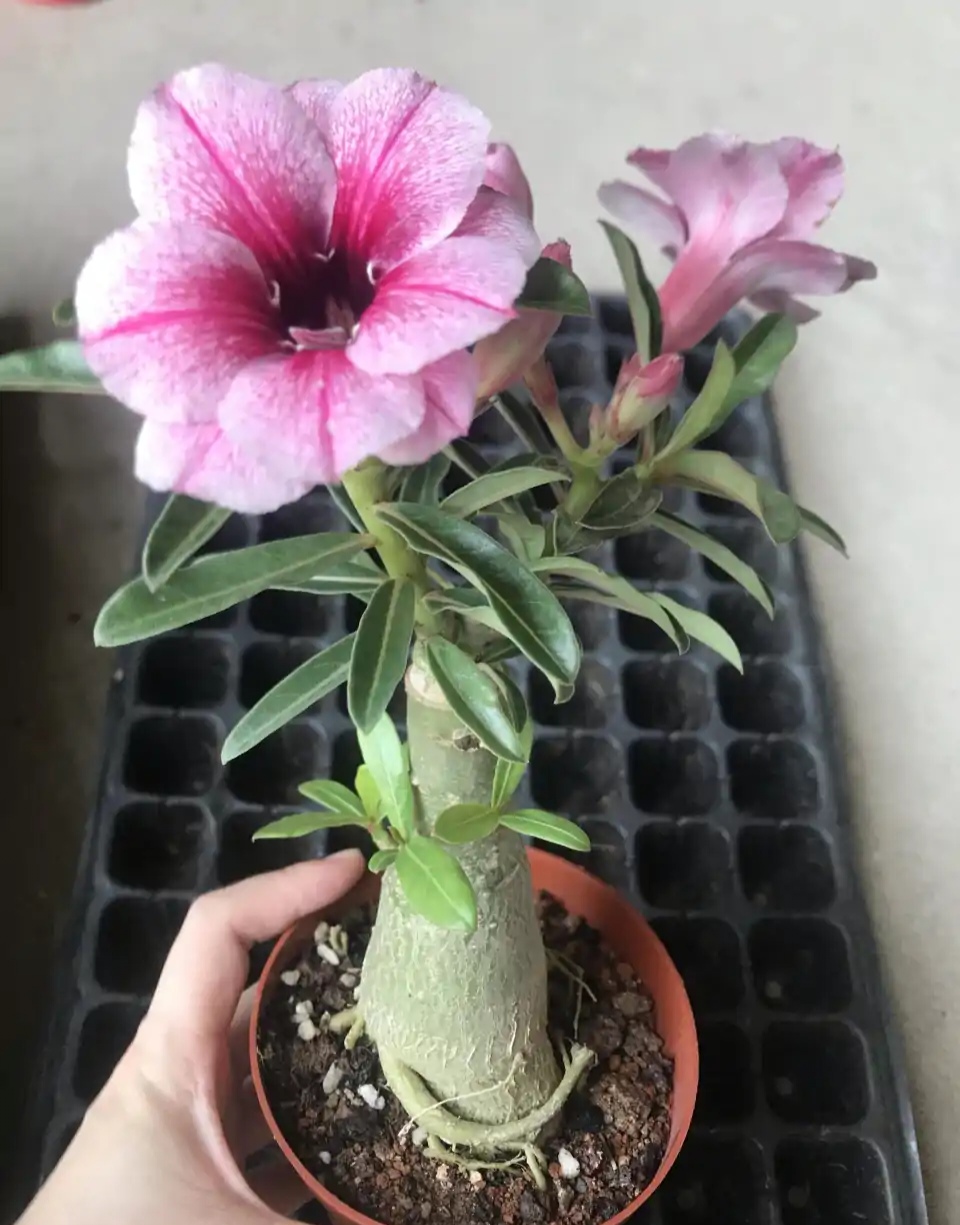 养花烂根怎么办_常见易烂根花卉养护技巧_吊兰的图片