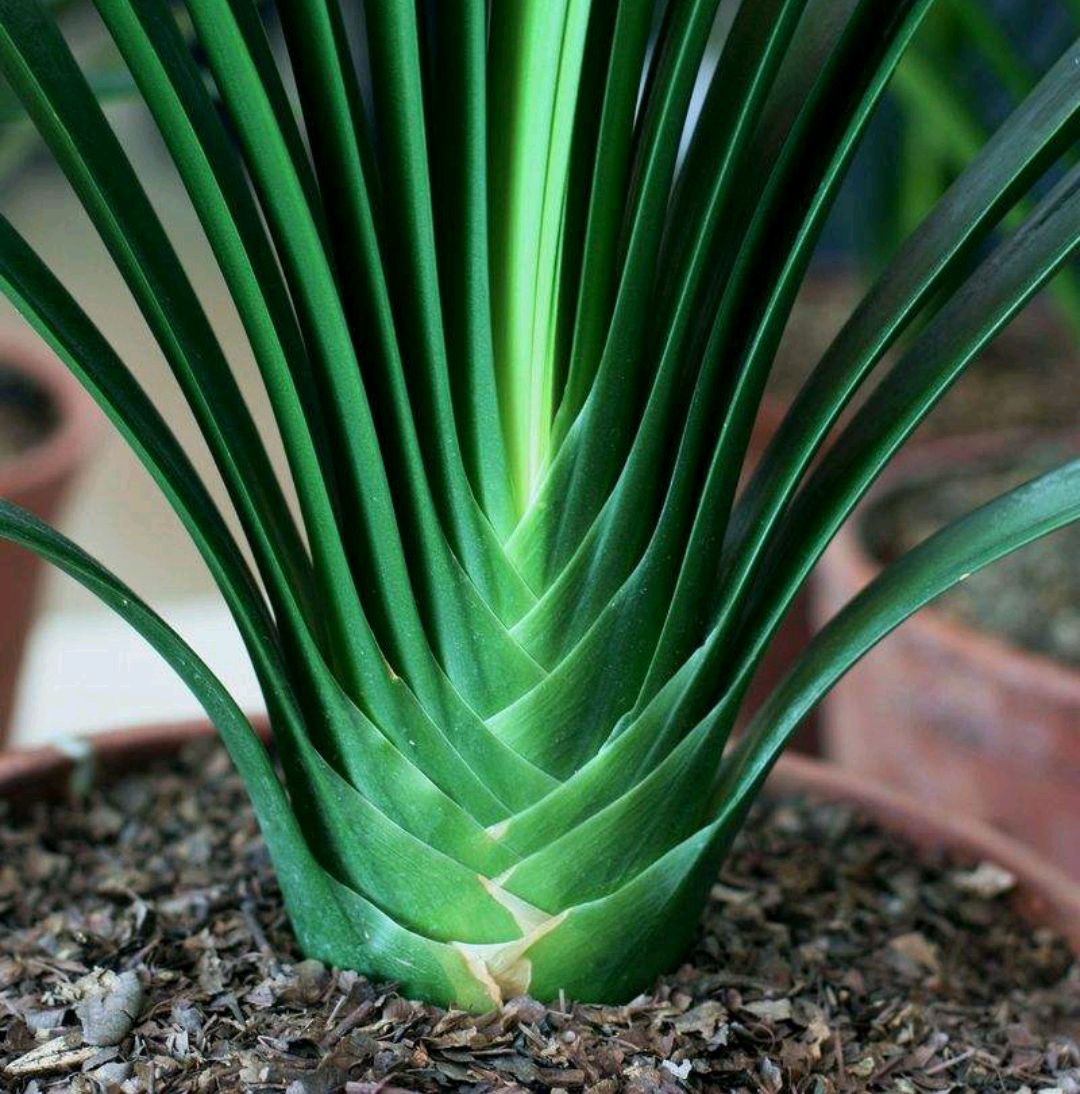 吊兰的图片_养花烂根怎么办_常见易烂根花卉养护技巧