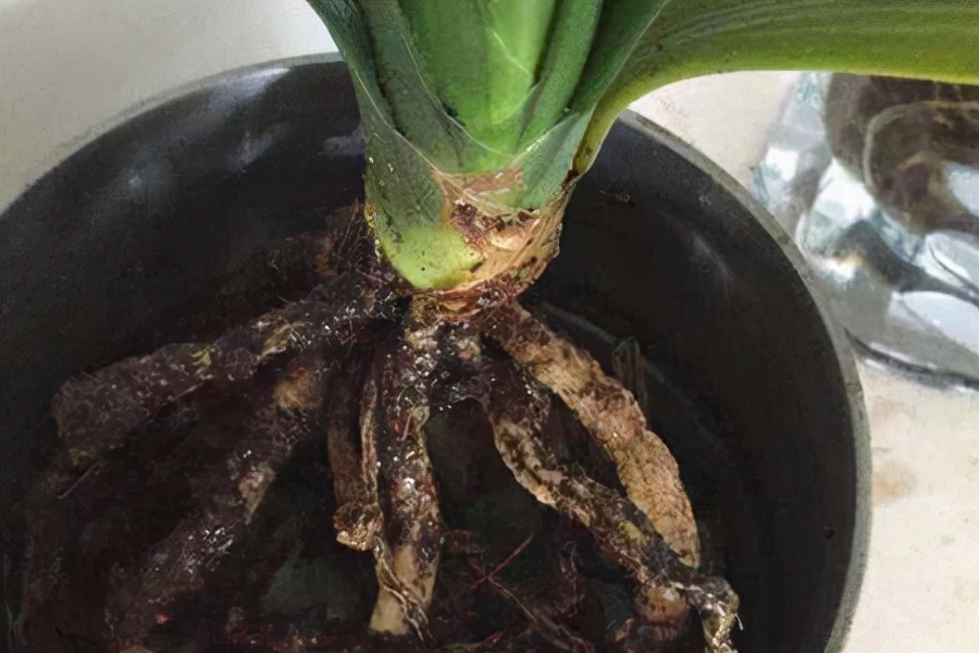 养花烂根怎么办_吊兰的图片_常见易烂根花卉养护技巧