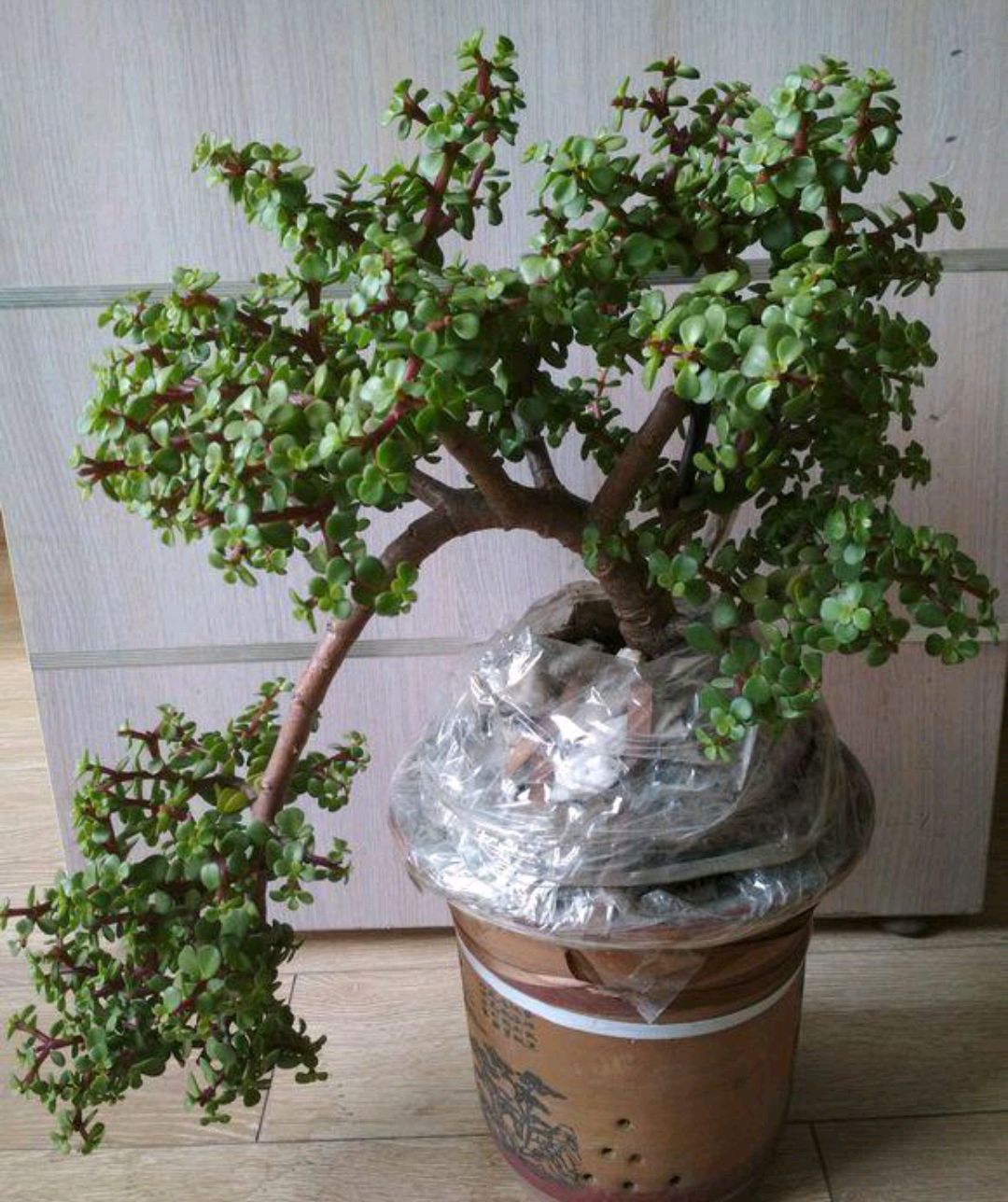 常见易烂根花卉养护技巧_养花烂根怎么办_吊兰的图片