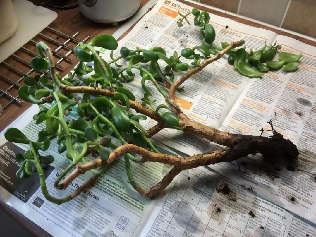 常见易烂根花卉养护技巧_养花烂根怎么办_吊兰的图片