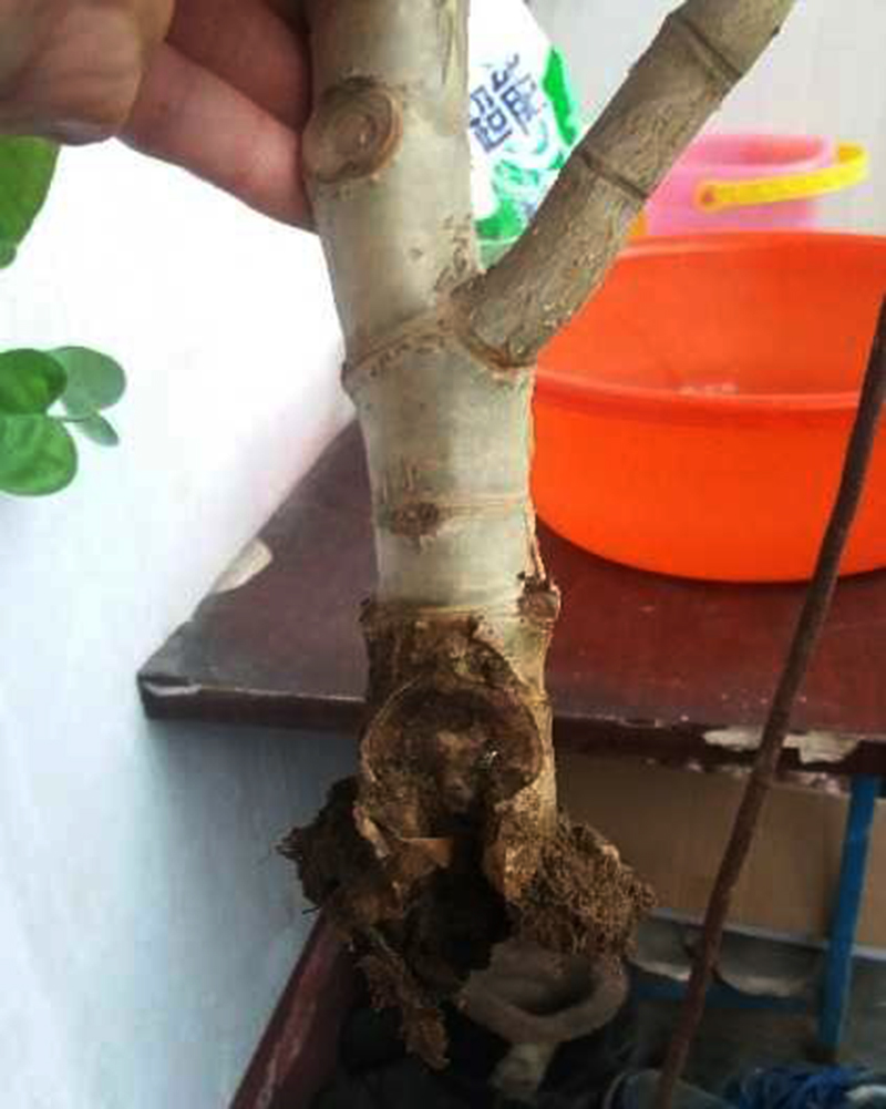 常见易烂根花卉养护技巧_吊兰的图片_养花烂根怎么办