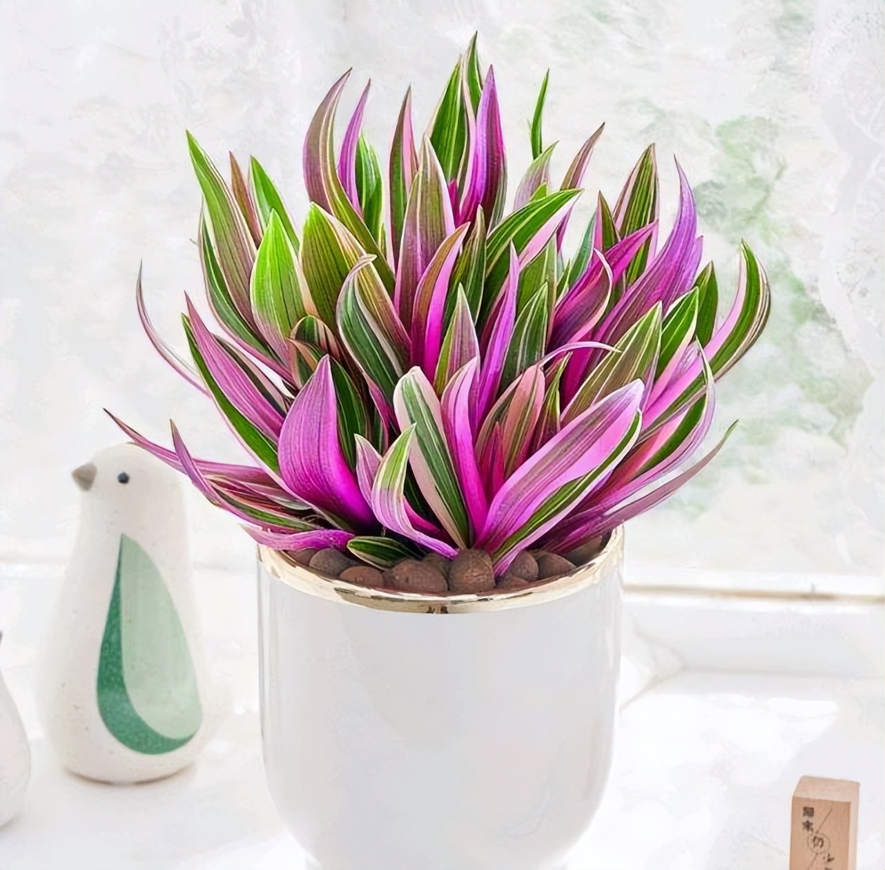 观叶花卉_西瓜皮椒草养护_吊兰的图片