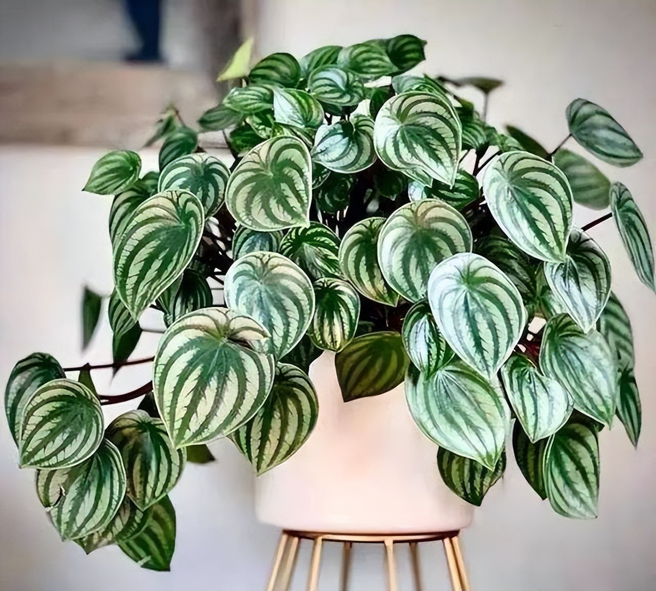 西瓜皮椒草养护_观叶花卉_吊兰的图片