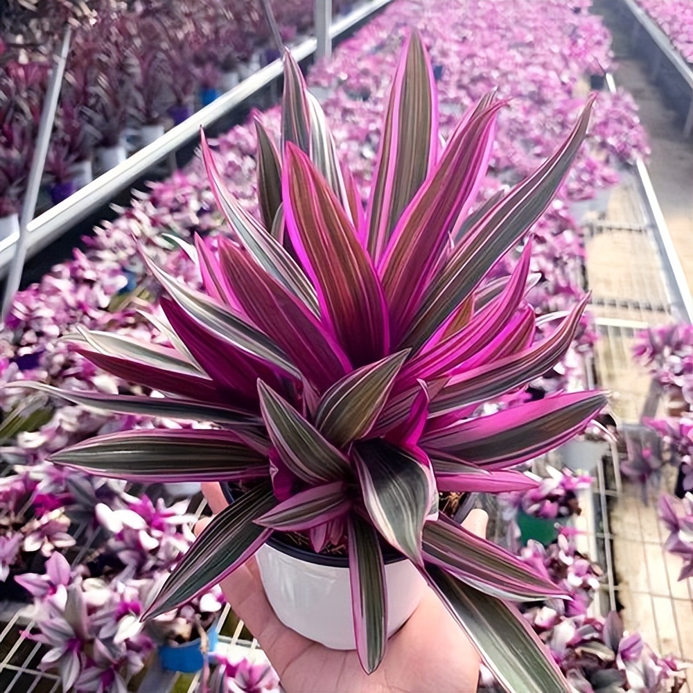 西瓜皮椒草养护_吊兰的图片_观叶花卉