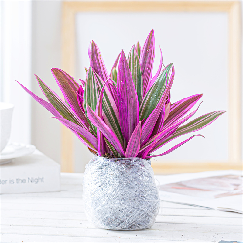 西瓜皮椒草养护_吊兰的图片_观叶花卉