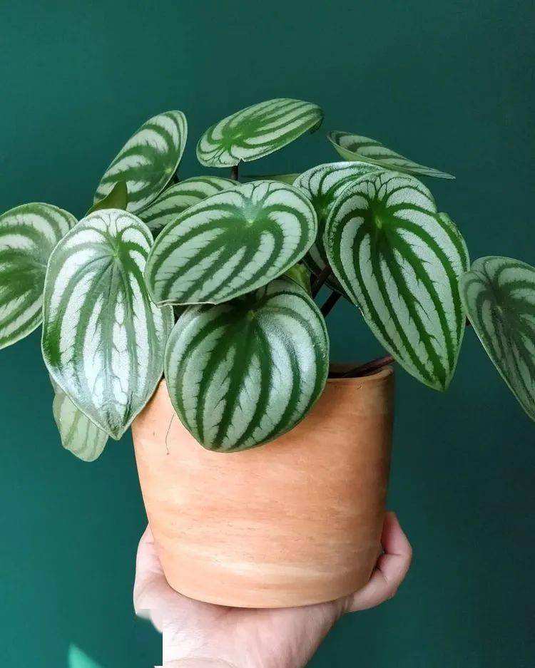 吊兰的图片_西瓜皮椒草养护_观叶花卉