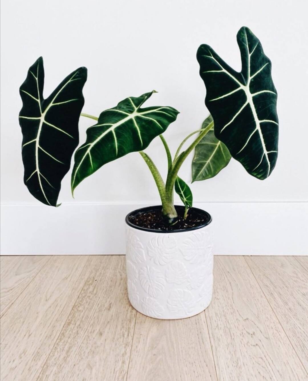 吊兰的图片_观叶花卉_西瓜皮椒草养护