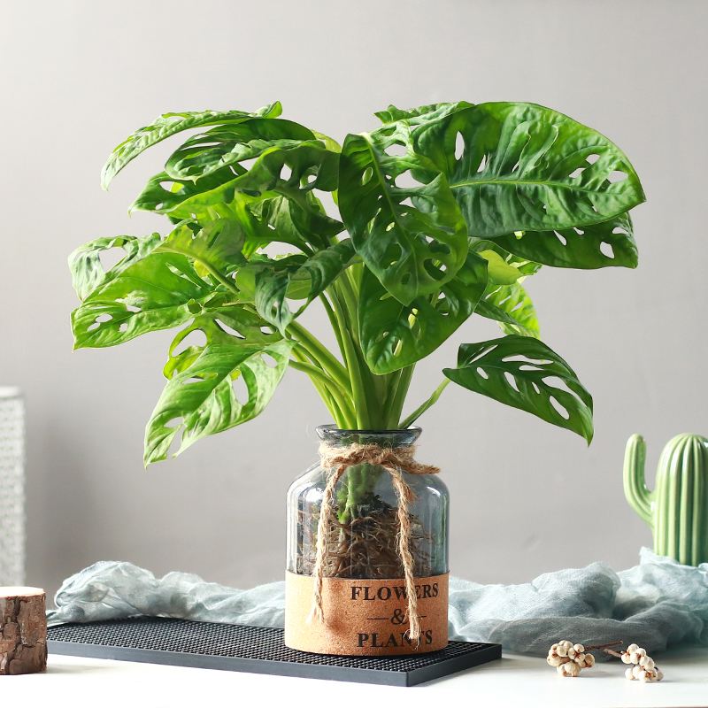 西瓜皮椒草养护_观叶花卉_吊兰的图片