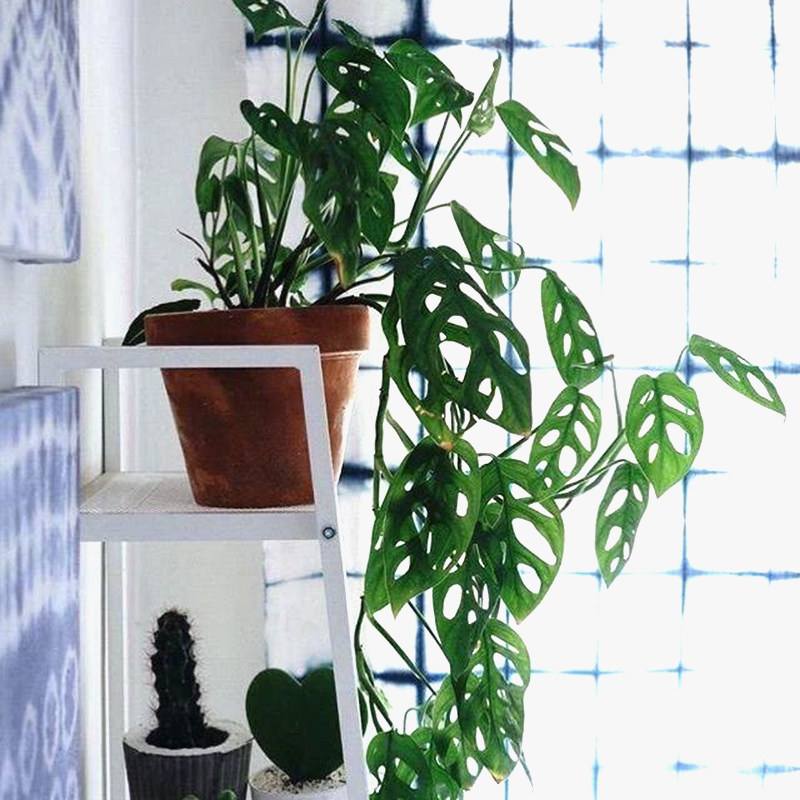 西瓜皮椒草养护_观叶花卉_吊兰的图片