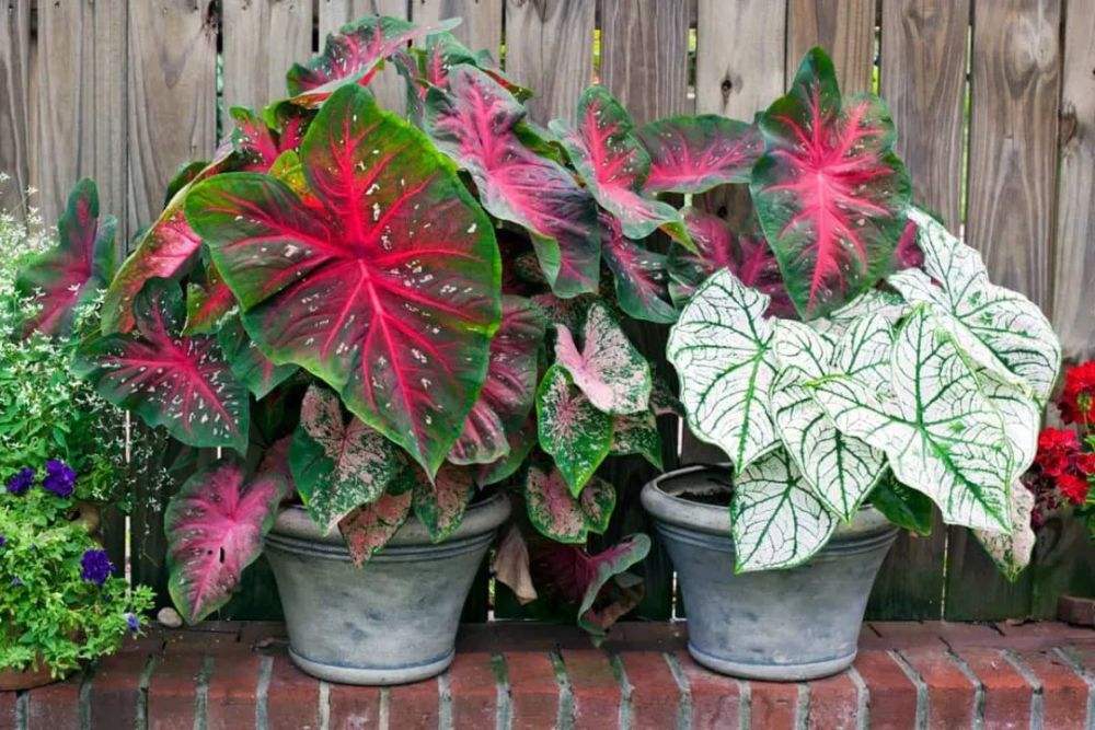 西瓜皮椒草养护_吊兰的图片_观叶花卉