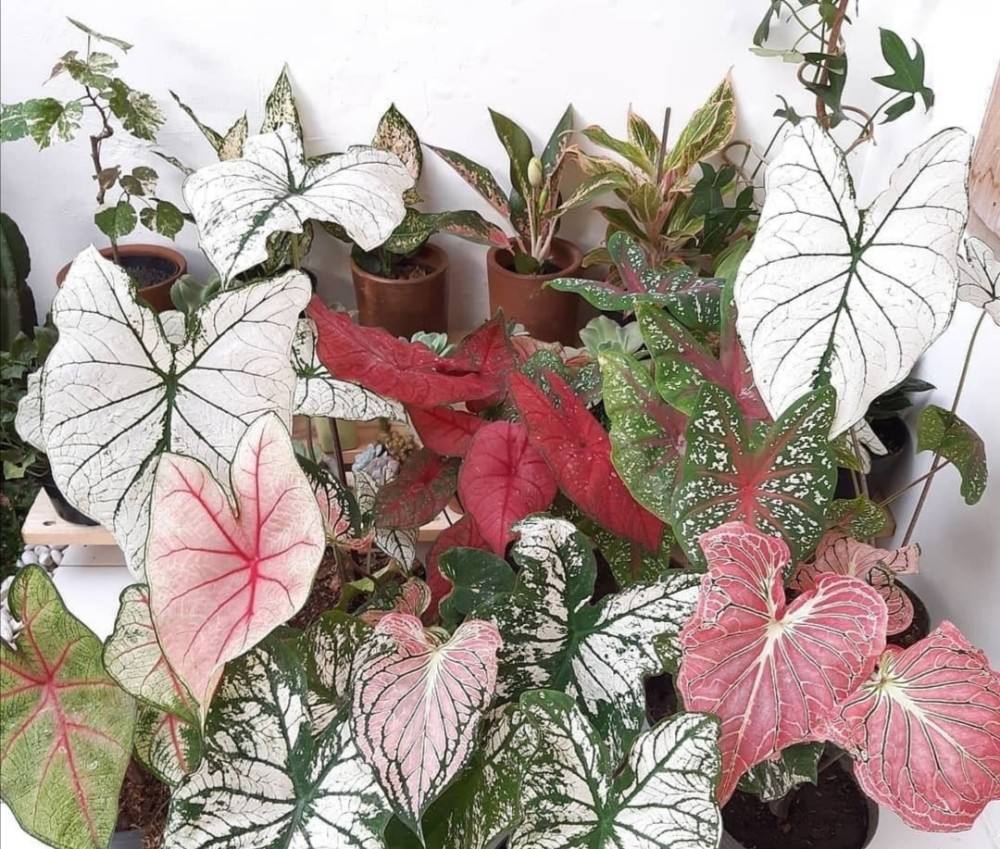 吊兰的图片_西瓜皮椒草养护_观叶花卉