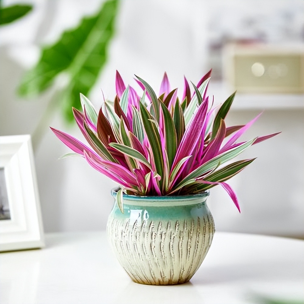 观叶花卉_西瓜皮椒草养护_吊兰的图片