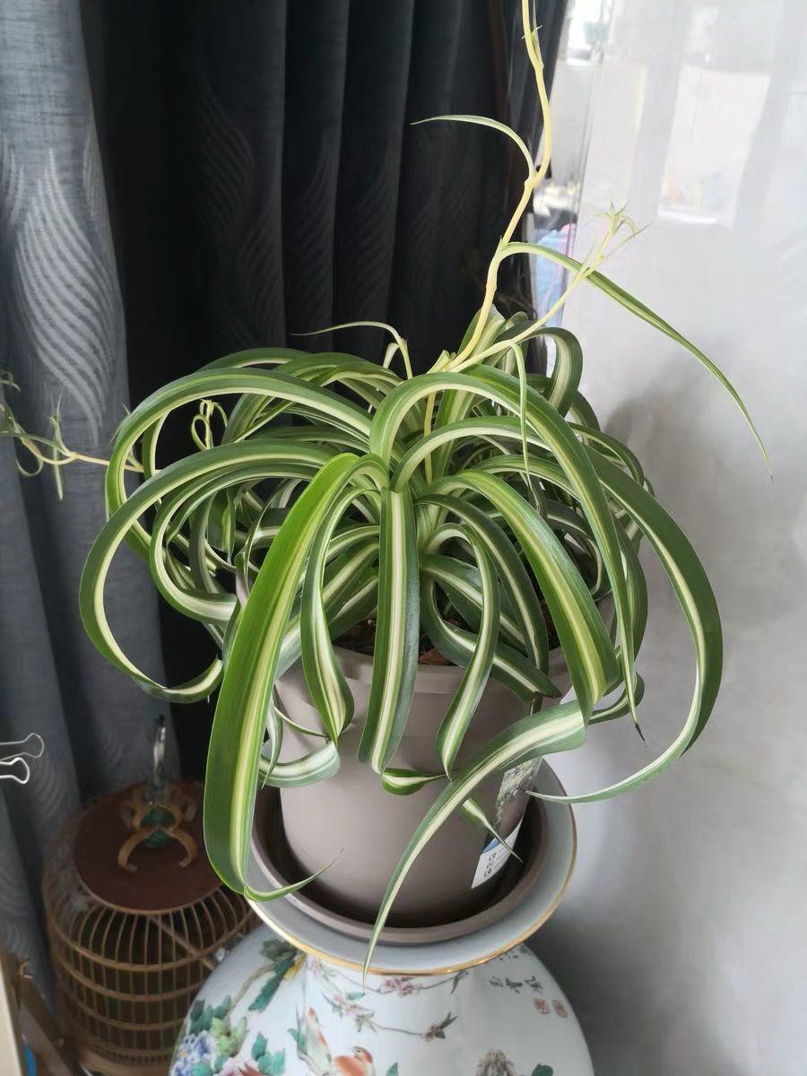 油画吊兰不时兴了，今年很火的是“法国女郎”，洋气不说还很可爱