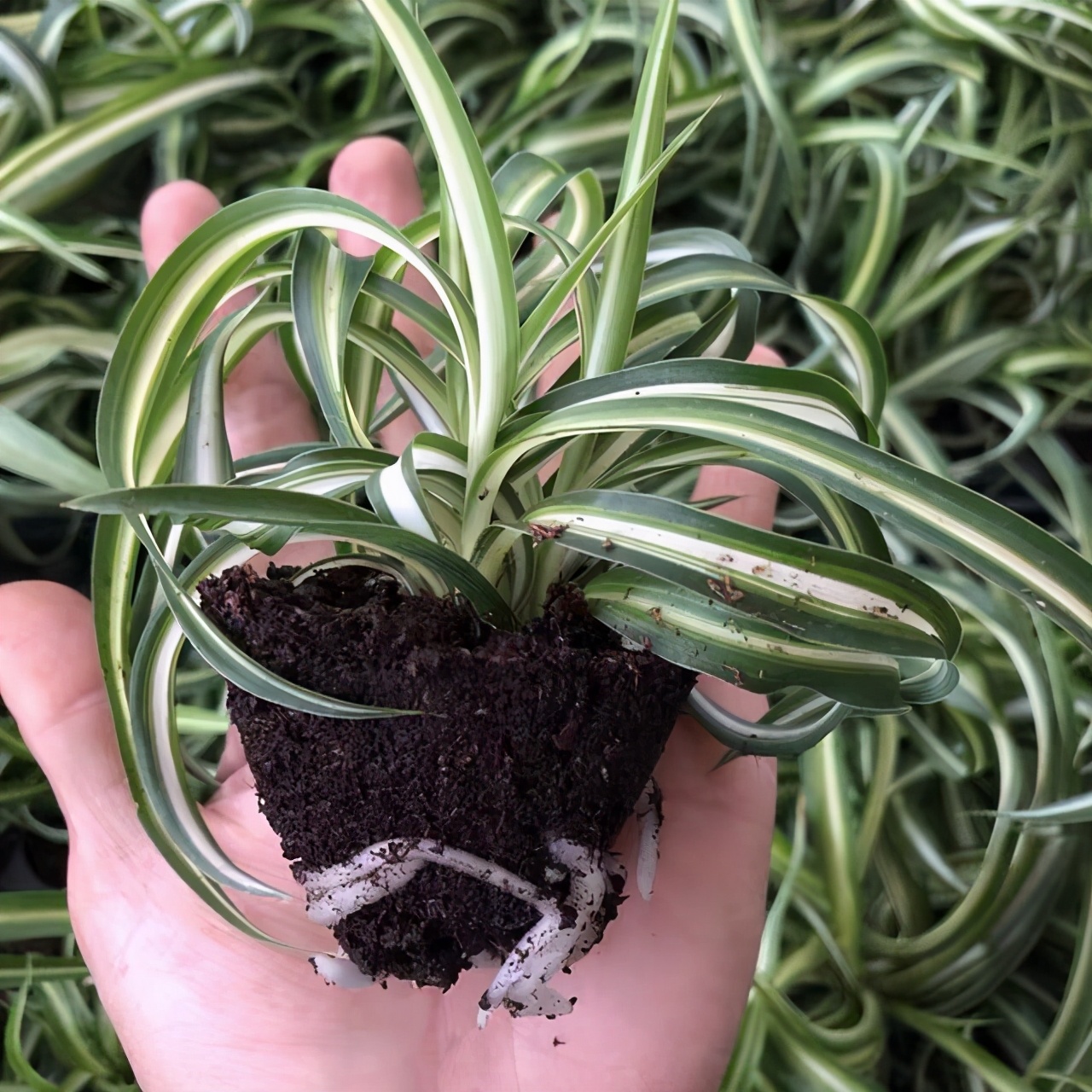 吊兰的图片_卷叶吊兰种植方法_法国女郎吊兰