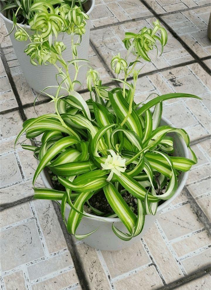 法国女郎吊兰_卷叶吊兰种植方法_吊兰的图片