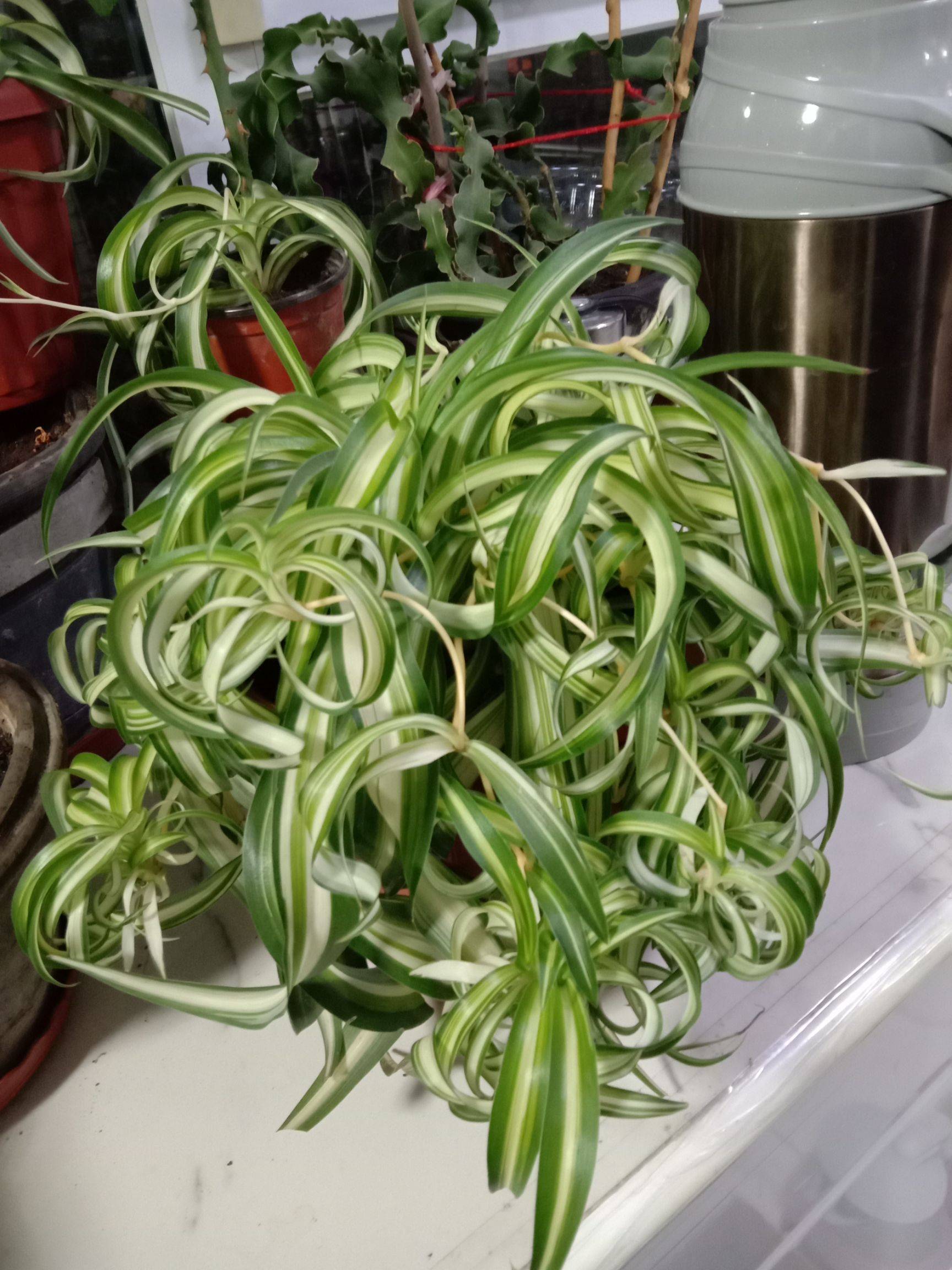 卷叶吊兰种植方法_法国女郎吊兰_吊兰的图片