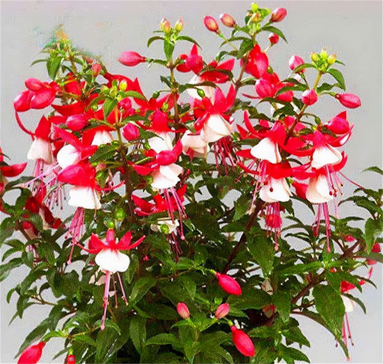 室内养花推荐_吊兰的图片_耐阴性好养植物