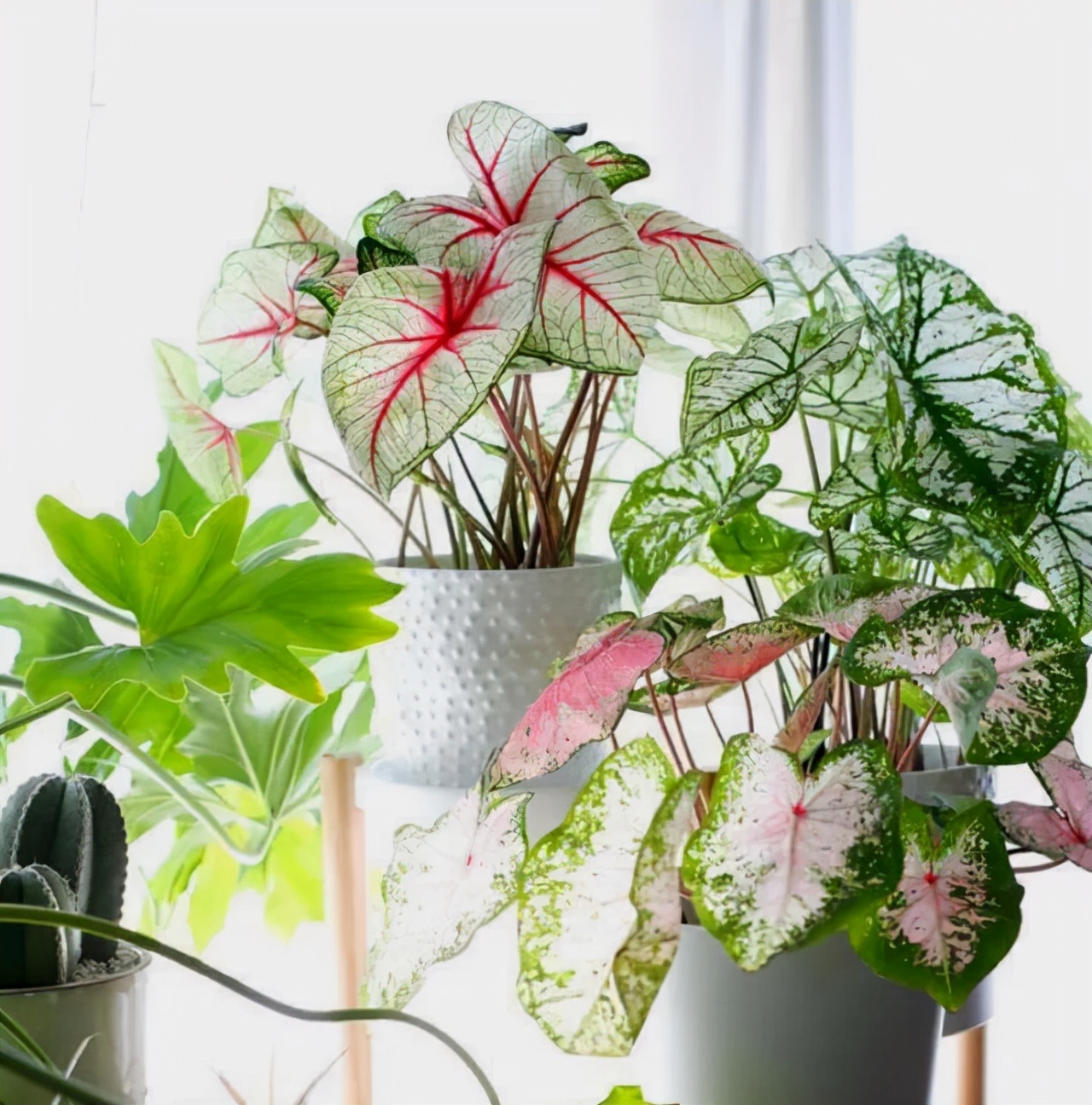 耐阴性好养植物_吊兰的图片_室内养花推荐