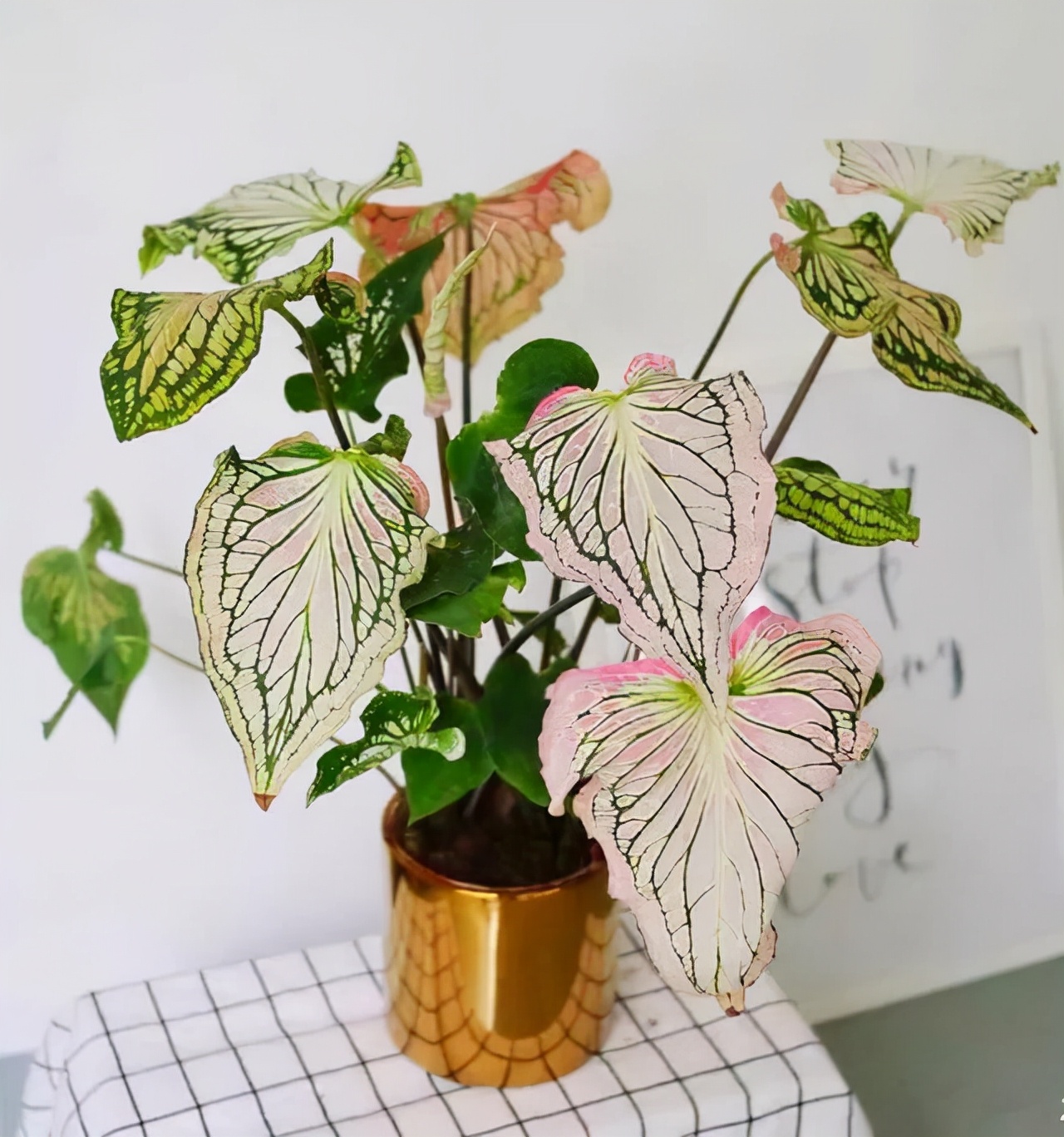 吊兰的图片_室内养花推荐_耐阴性好养植物