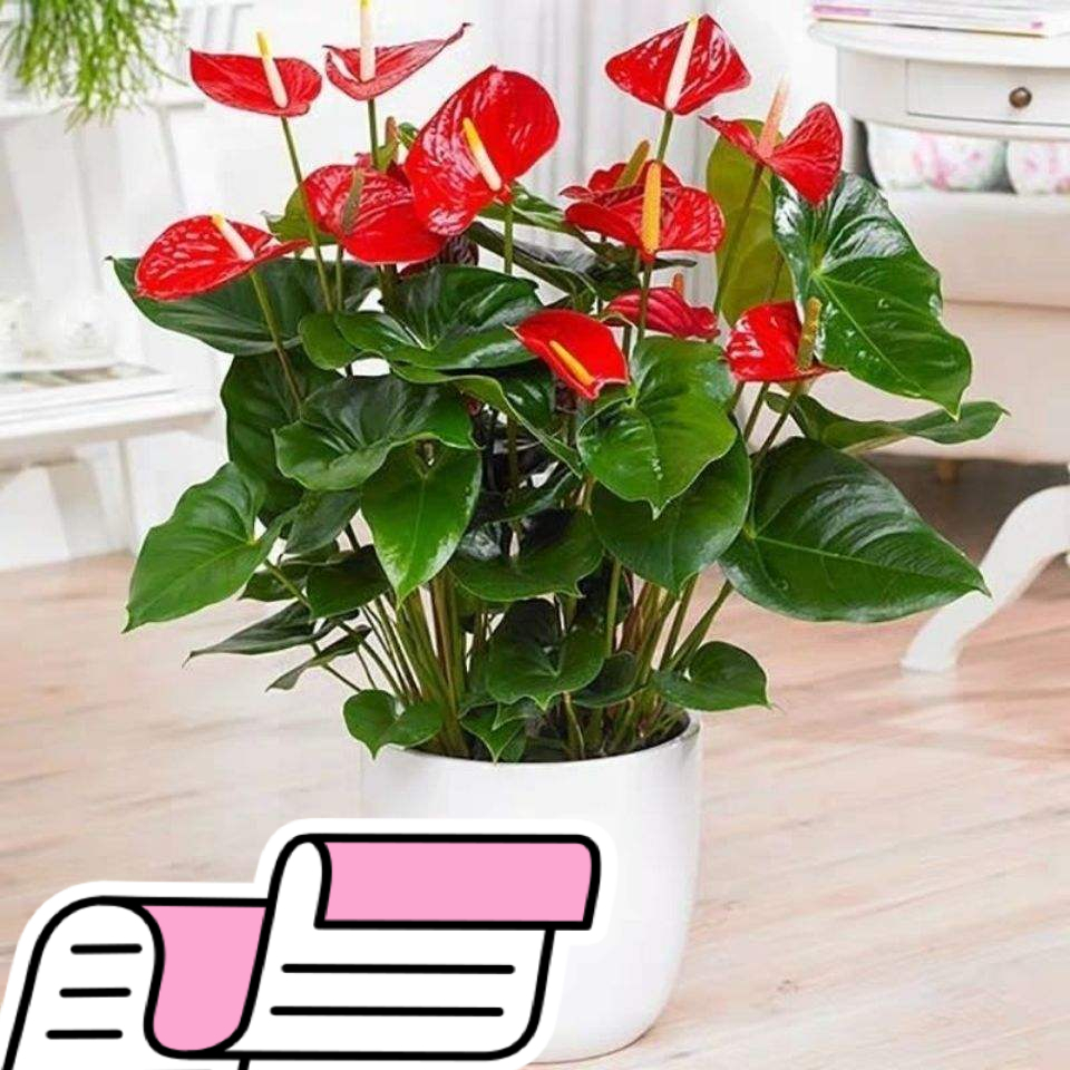 吊兰的图片_室内养花推荐_耐阴性好养植物