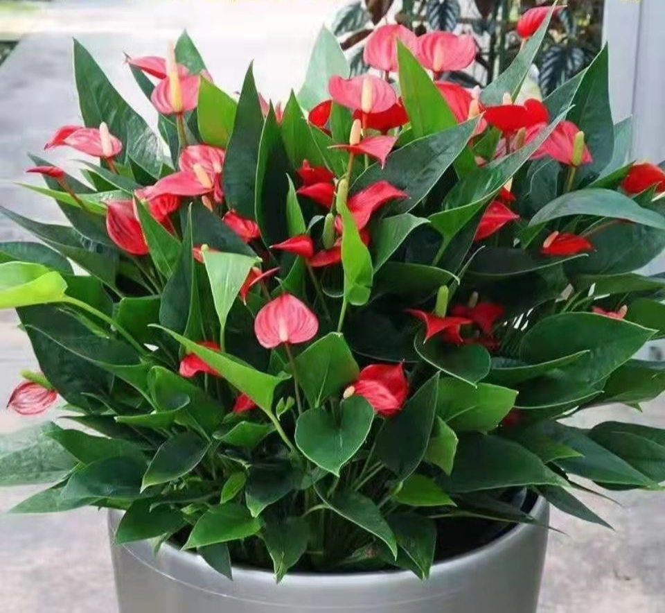 吊兰的图片_室内养花推荐_耐阴性好养植物