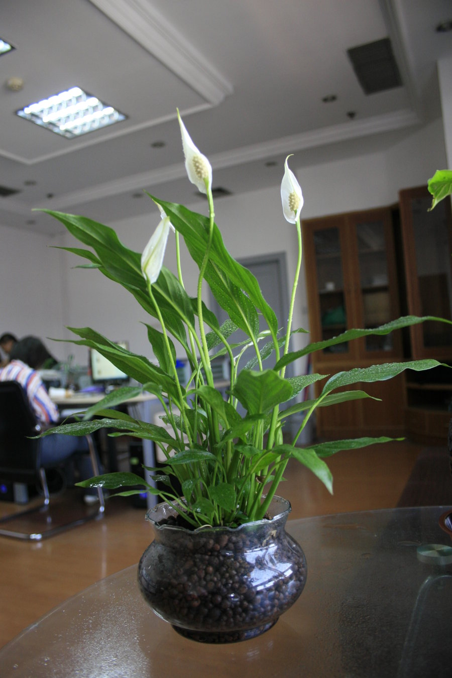 吊兰的图片_耐阴性好养植物_室内养花推荐