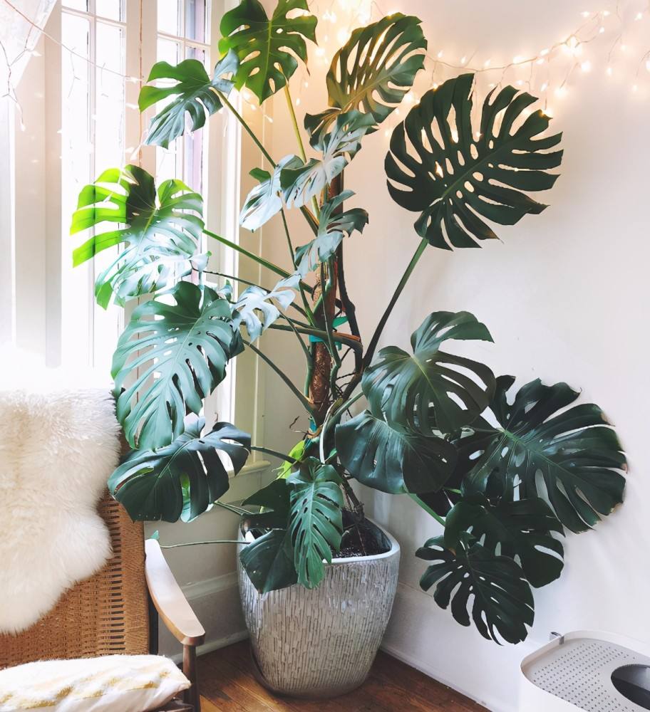 室内养花推荐_耐阴性好养植物_吊兰的图片