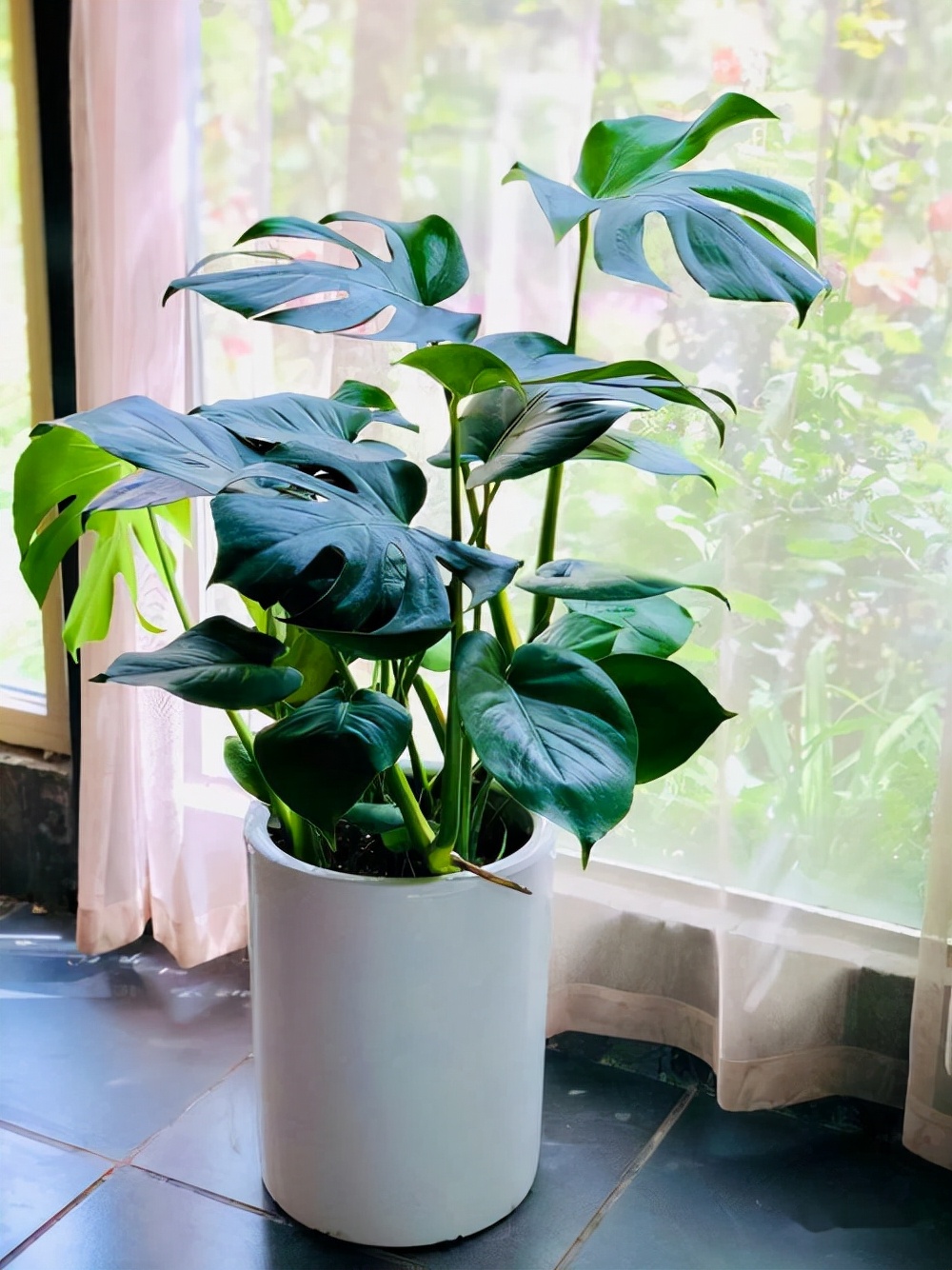 室内养花推荐_耐阴性好养植物_吊兰的图片