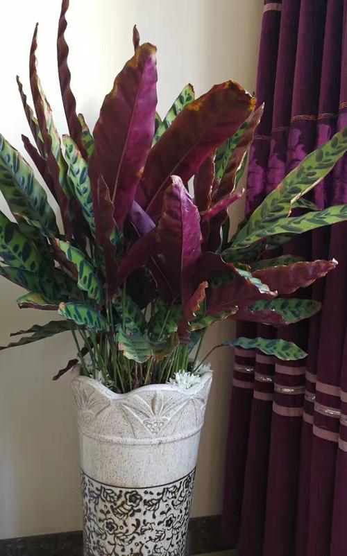 室内养花推荐_耐阴性好养植物_吊兰的图片