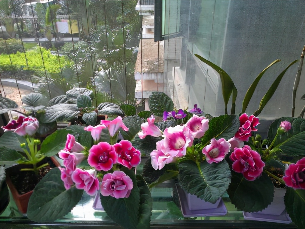 室内养花推荐_吊兰的图片_耐阴性好养植物