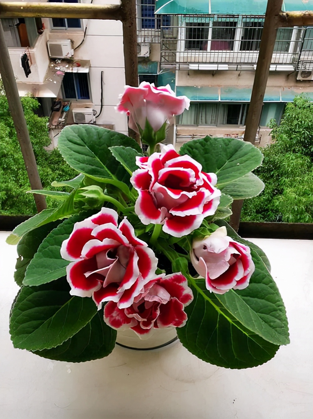 耐阴性好养植物_室内养花推荐_吊兰的图片