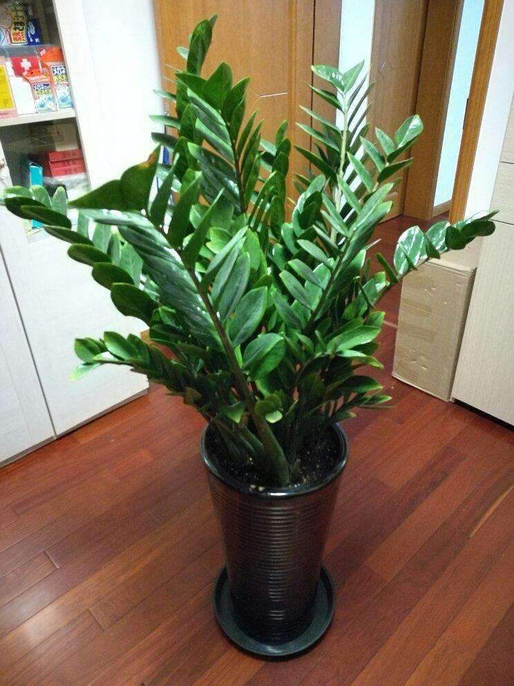 耐阴性好养植物_吊兰的图片_室内养花推荐