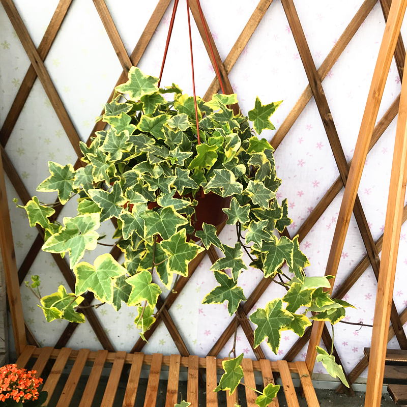 耐阴性好养植物_室内养花推荐_吊兰的图片