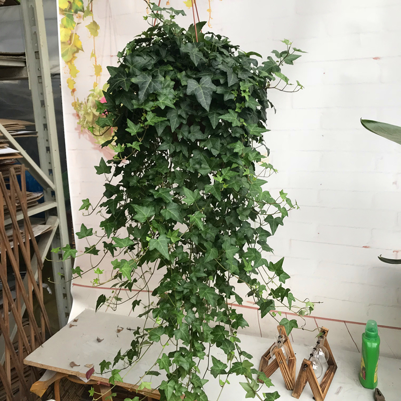 耐阴性好养植物_吊兰的图片_室内养花推荐