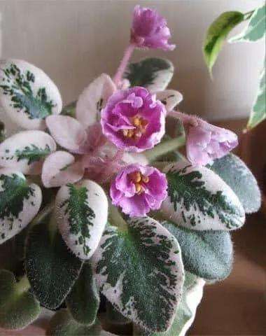 耐阴性好养植物_吊兰的图片_室内养花推荐