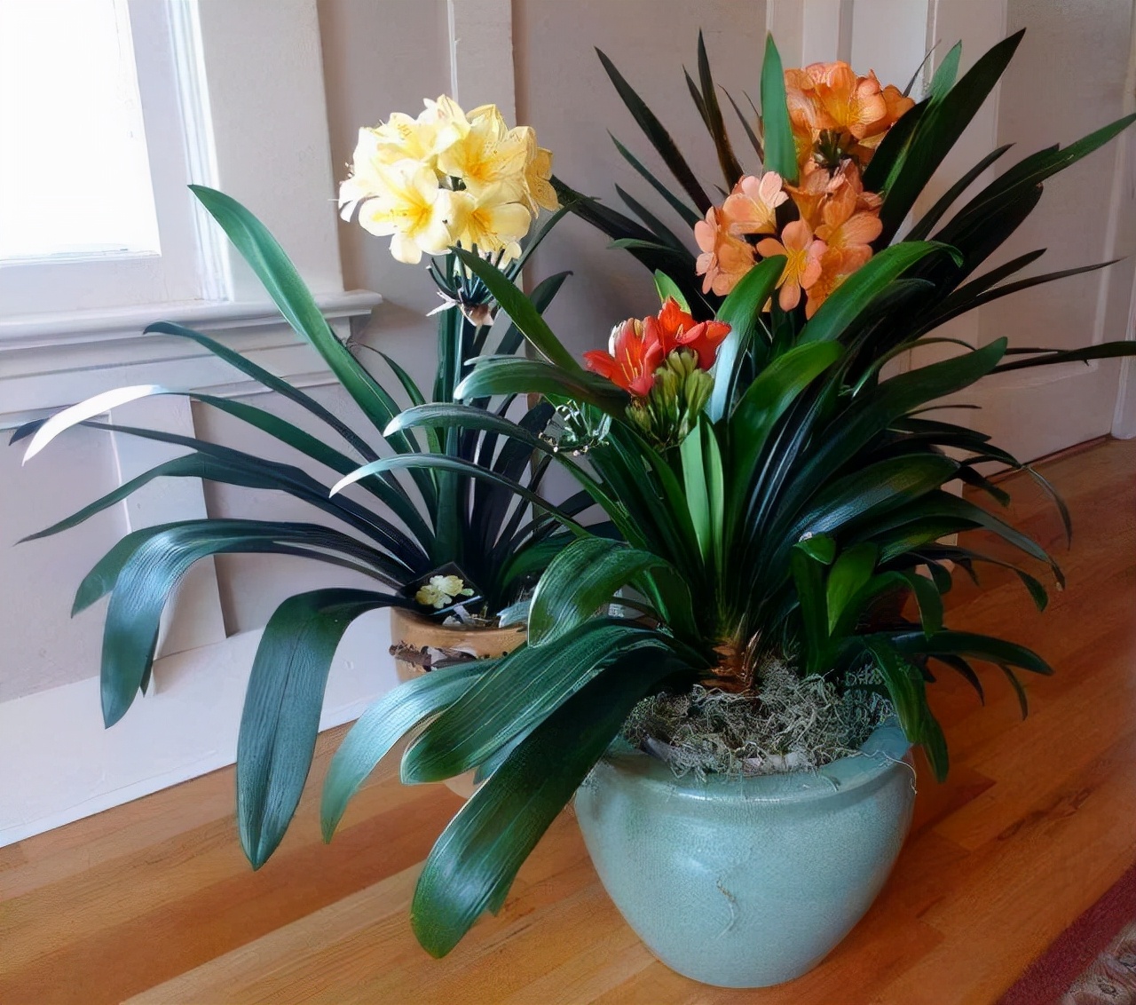 吊兰的图片_耐阴性好养植物_室内养花推荐