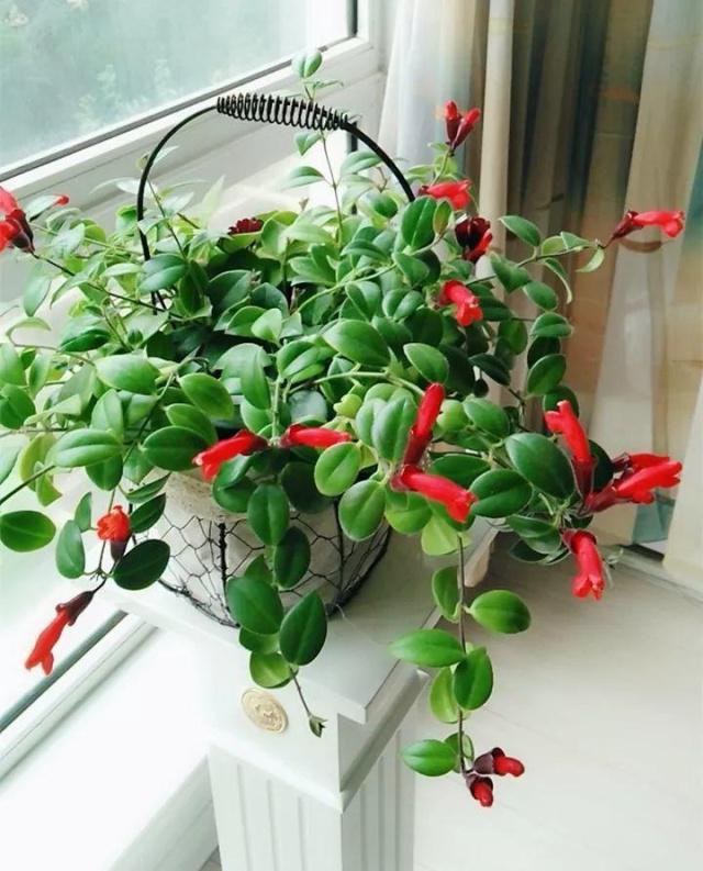 室内养花推荐_耐阴性好养植物_吊兰的图片